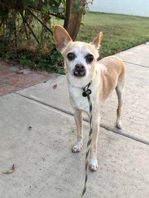 Bravo *Courtesy Post*, a Adoptable mixed breed in Newport Beach, CA image 5/5