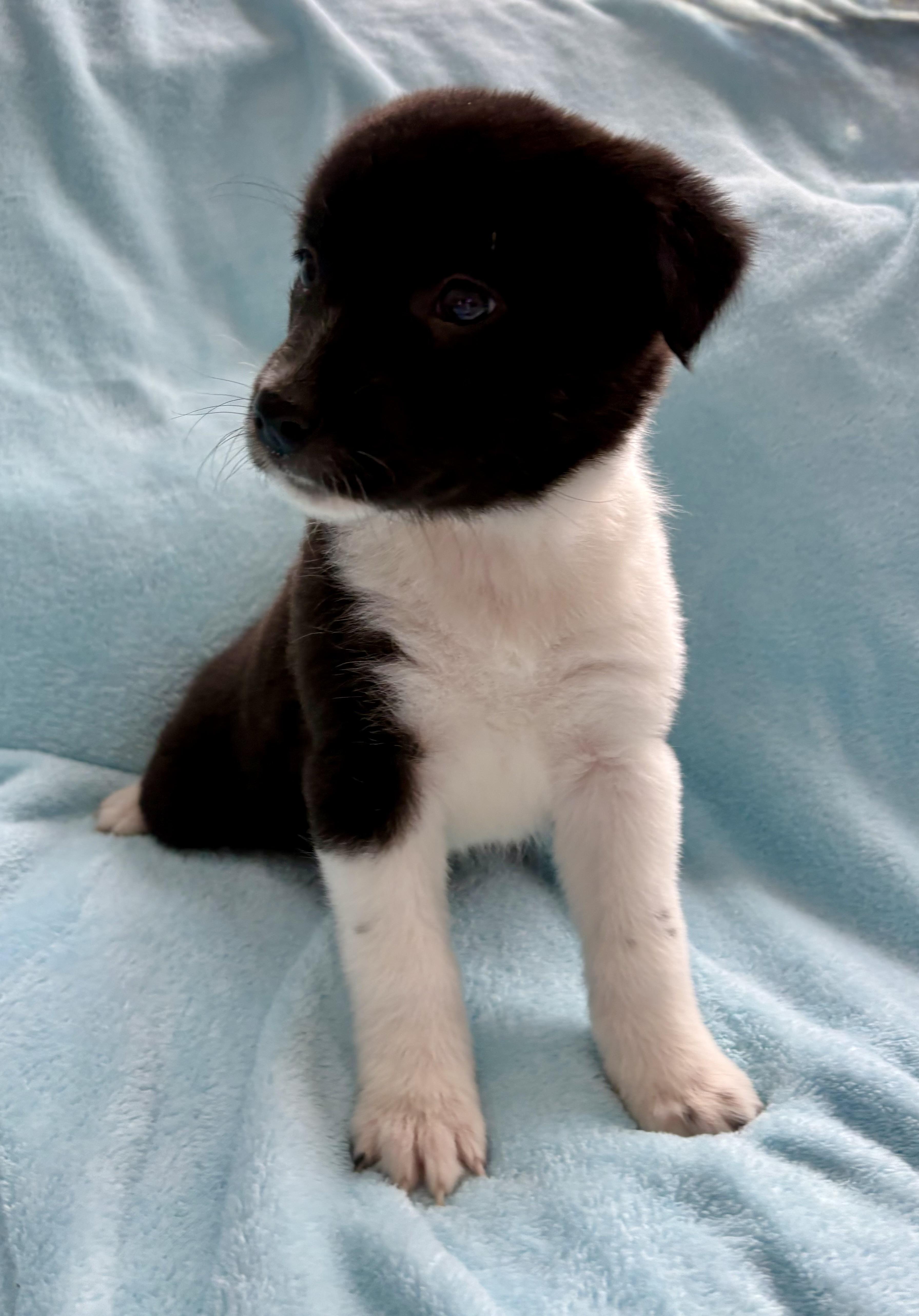 Milo, ADOPTABLE, Puppy Male Border Collie.