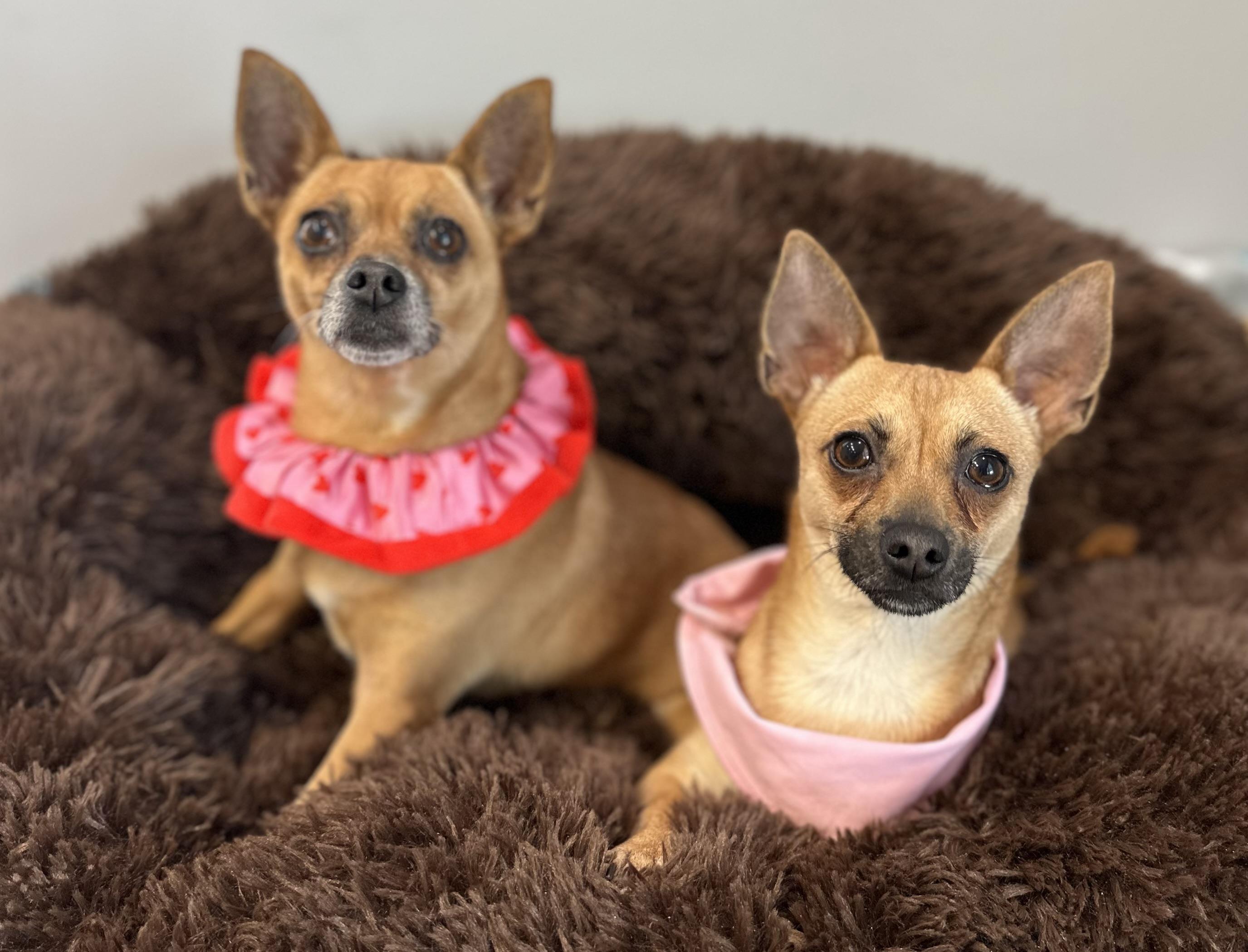 Anna and Elsa , ADOPTABLE, Adult Female Chihuahua.