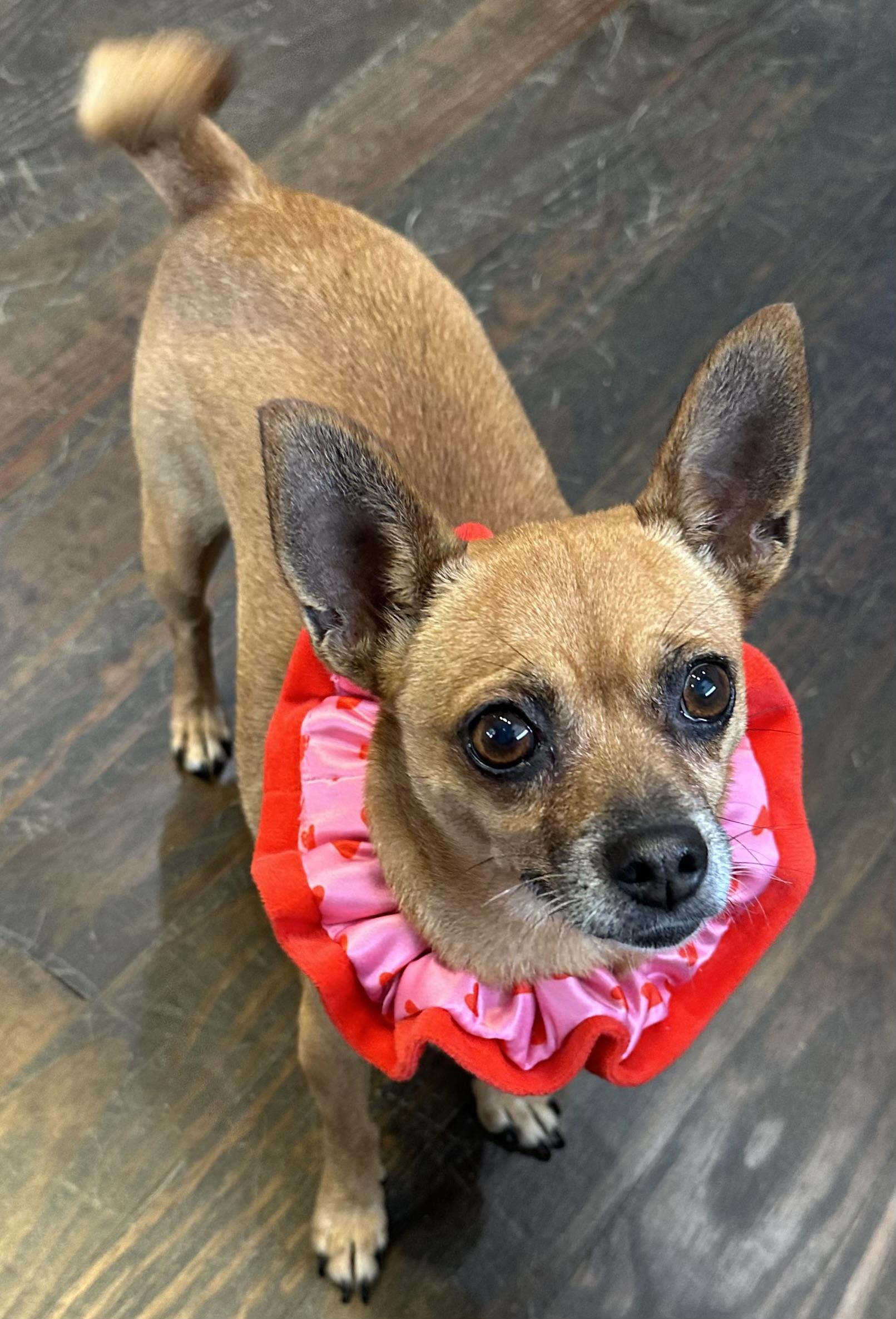 Enlarge Anna and Elsa , a ADOPTABLE mixed breed in Lawrenceville, GA image 2/4