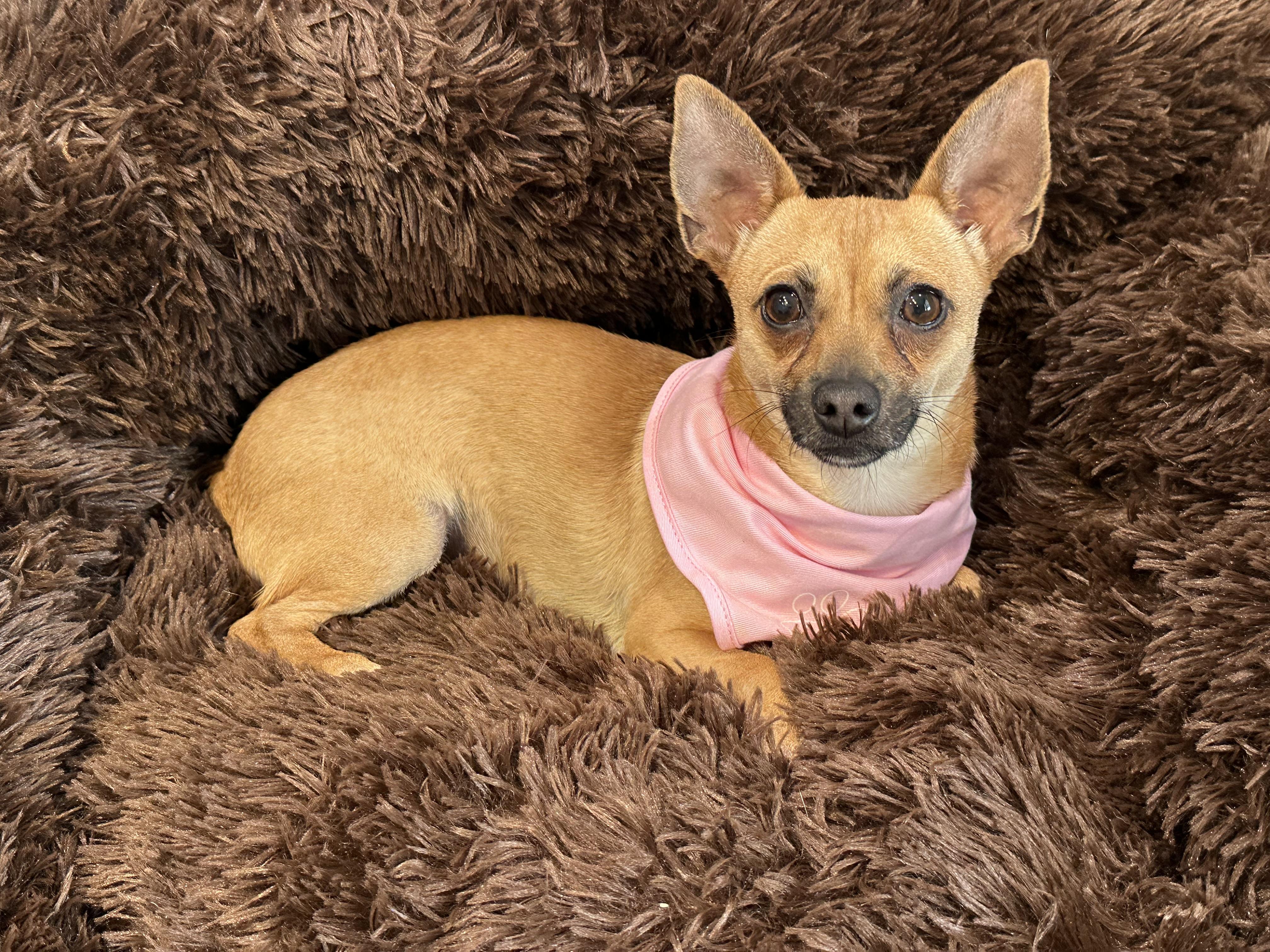 Enlarge Anna and Elsa , a ADOPTABLE mixed breed in Lawrenceville, GA image 3/4