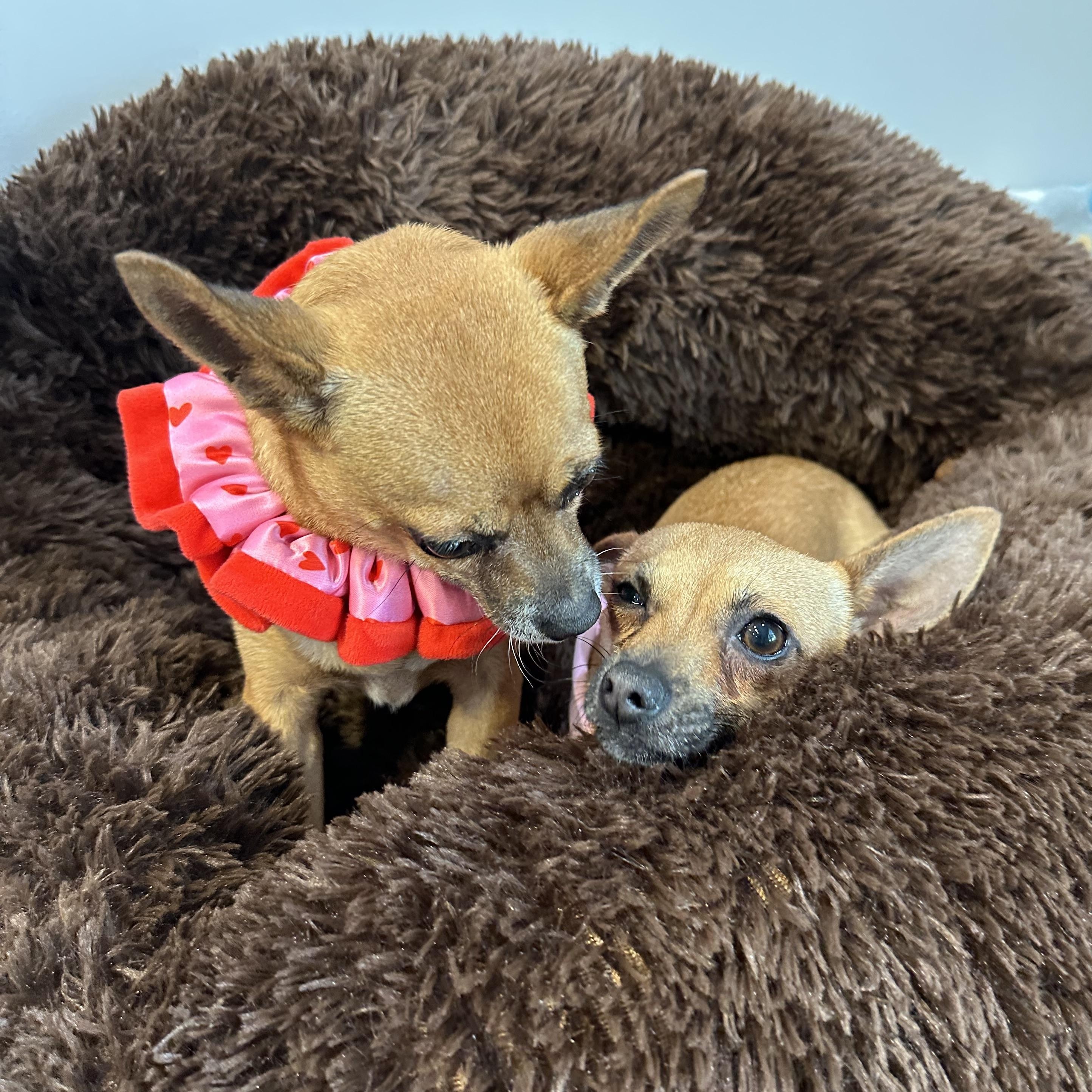 Enlarge Anna and Elsa , a ADOPTABLE mixed breed in Lawrenceville, GA image 4/4