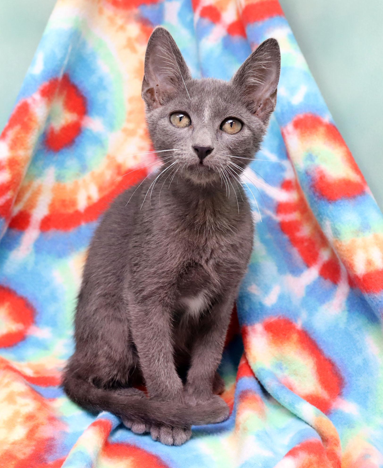 Kingsford, a ADOPTABLE Domestic Short Hair in Tierra Verde, FL image 3/3