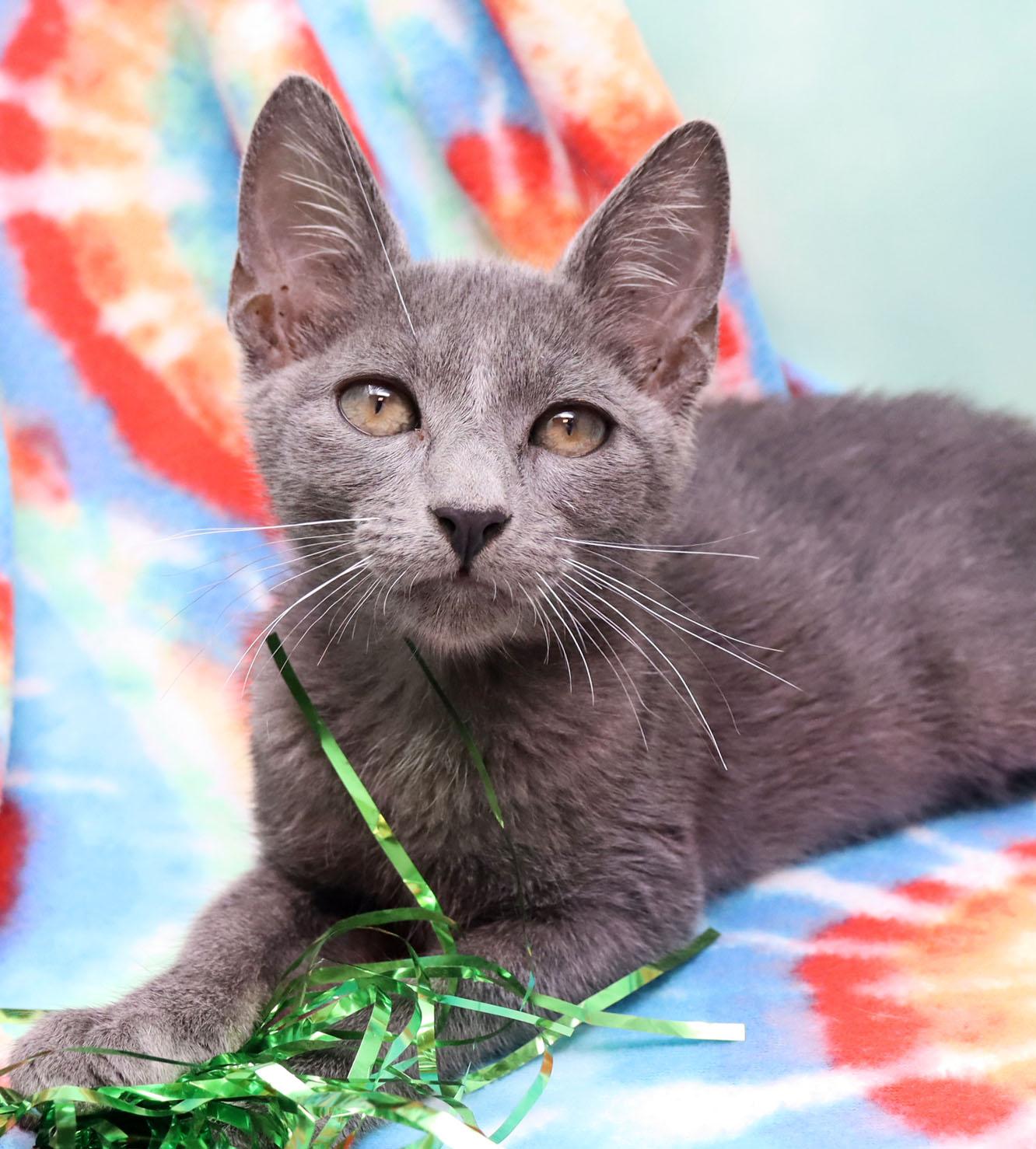 Kingsford, ADOPTABLE, Kitten Male Domestic Short Hair.