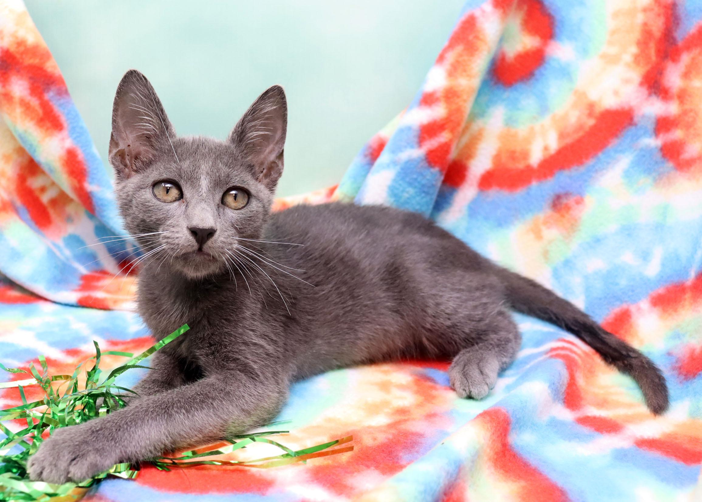Kingsford, a ADOPTABLE Domestic Short Hair in Tierra Verde, FL image 2/3