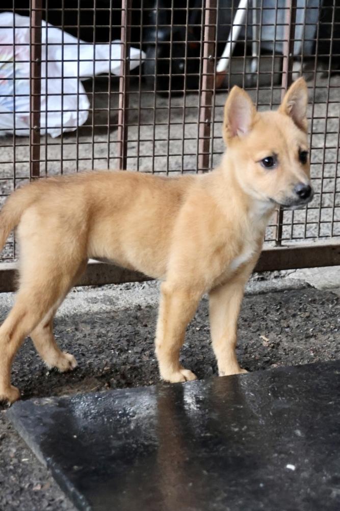 Malia, ADOPTABLE, Puppy Female Shepherd.