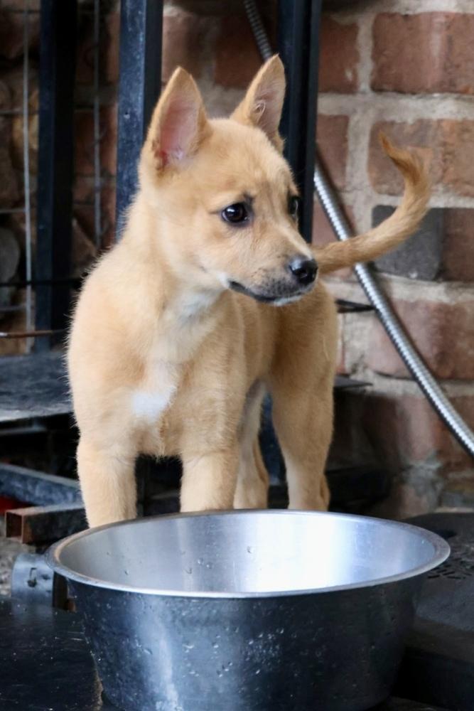 Enlarge Malia, a ADOPTABLE Shepherd in TUCSON, AZ image 4/5