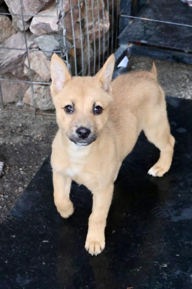 Enlarge Malia, a ADOPTABLE Shepherd in TUCSON, AZ image 5/5