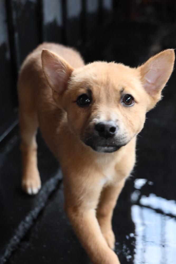 Enlarge Malia, a ADOPTABLE Shepherd in TUCSON, AZ image 3/5
