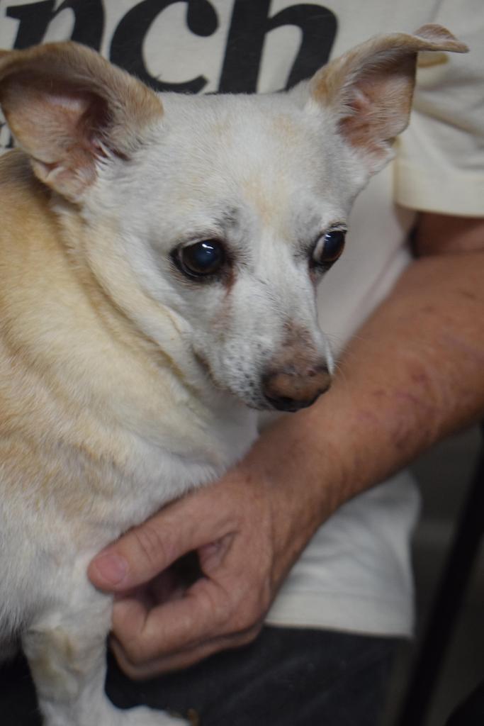 Enlarge Juliet, a Adoptable mixed breed in Pahrump, NV image 1/1