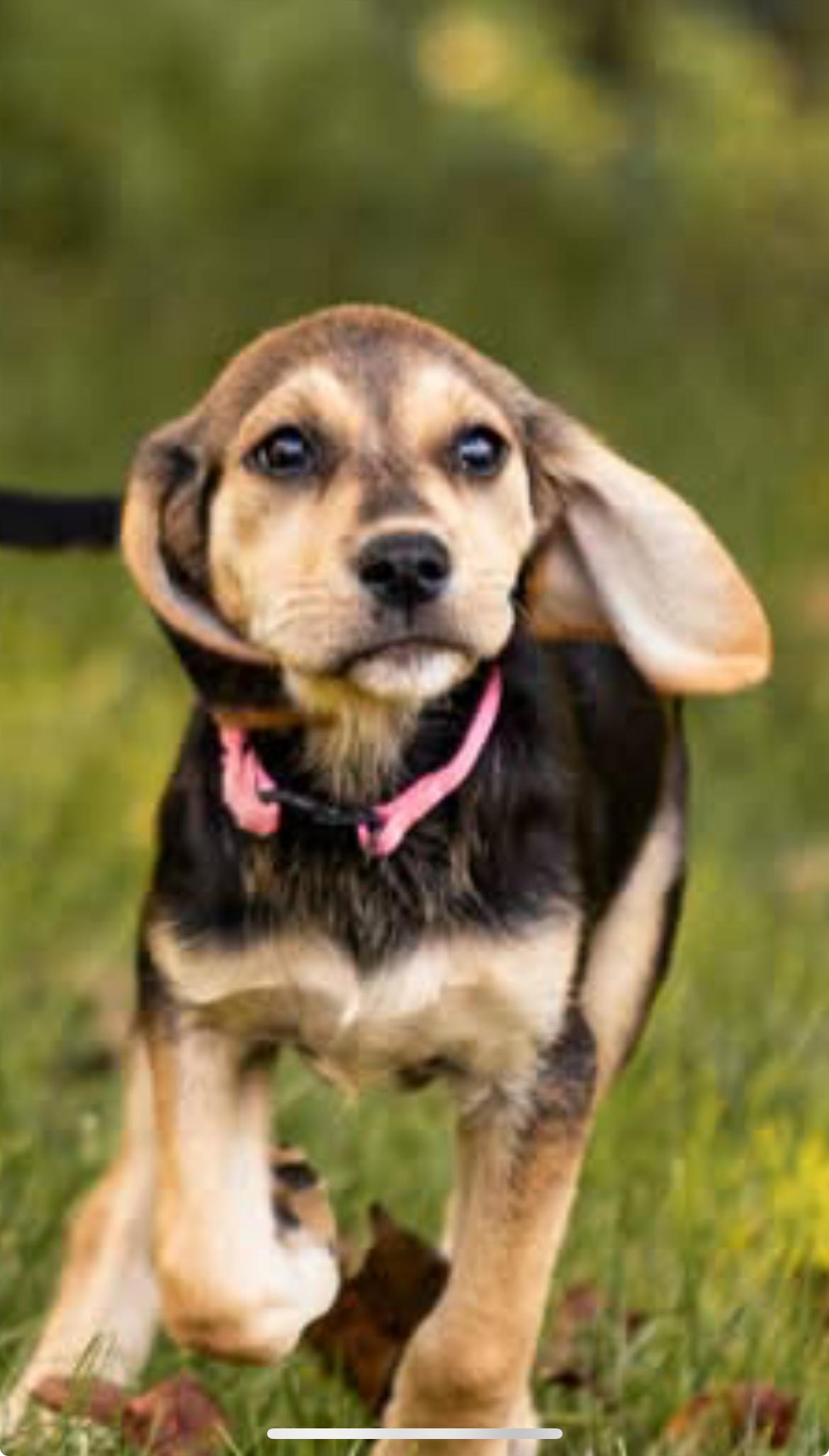 Skittles, a ADOPTABLE mixed breed in Columbia, MD image 1/6