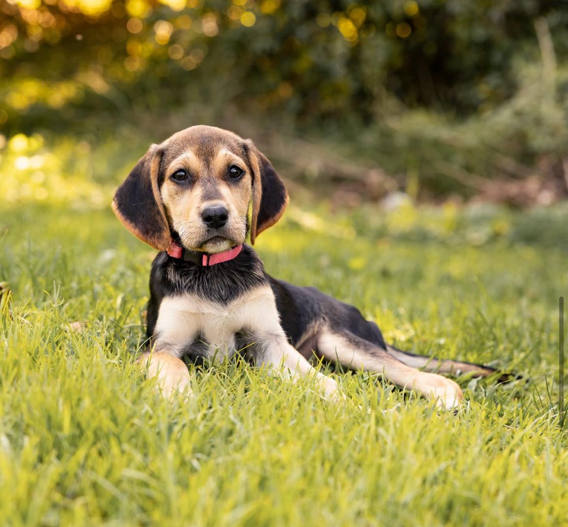 Skittles, a ADOPTABLE mixed breed in Columbia, MD image 2/6