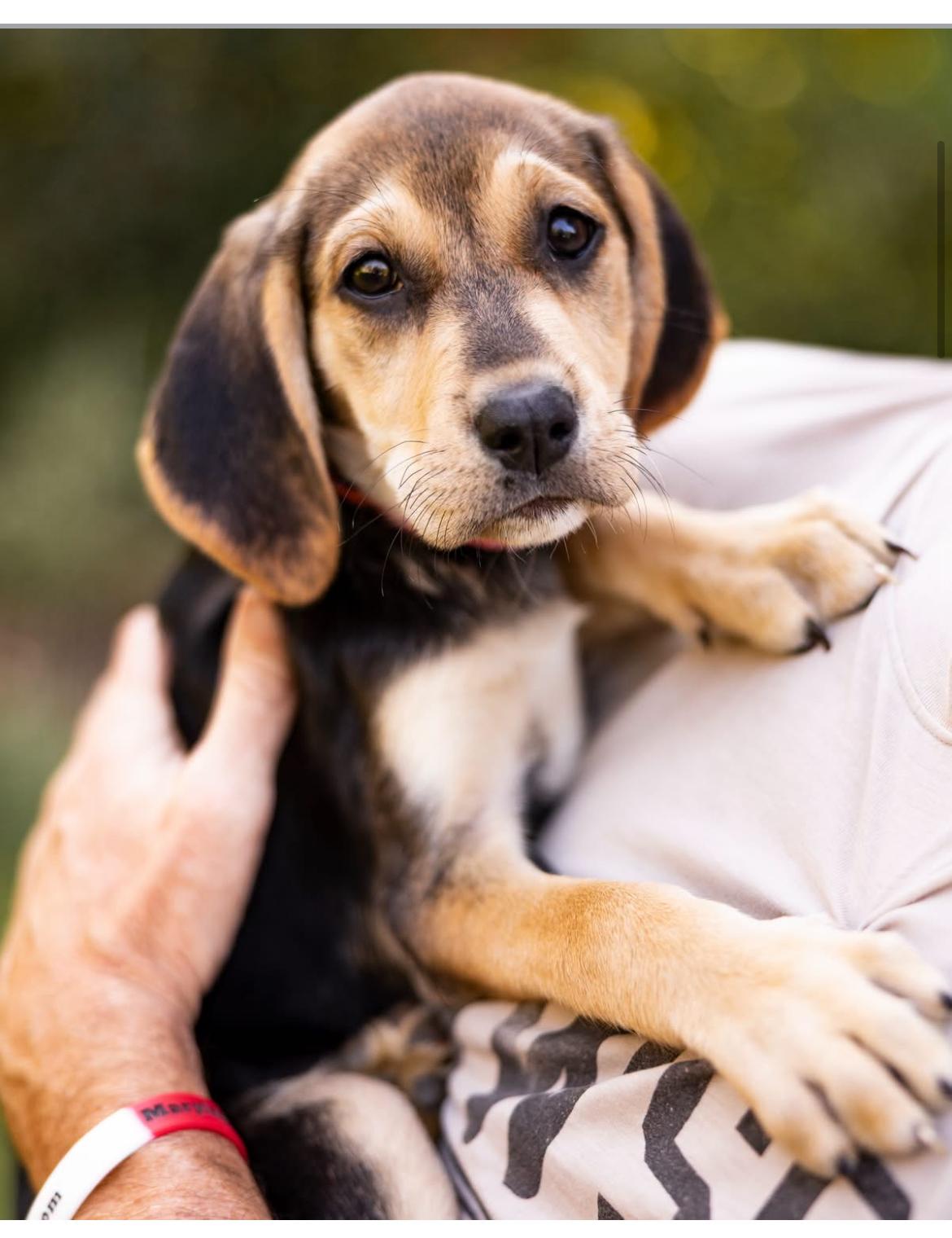 Skittles, a ADOPTABLE mixed breed in Columbia, MD image 5/6