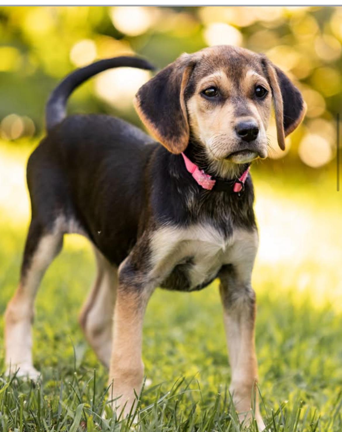 Skittles, a ADOPTABLE mixed breed in Columbia, MD image 6/6