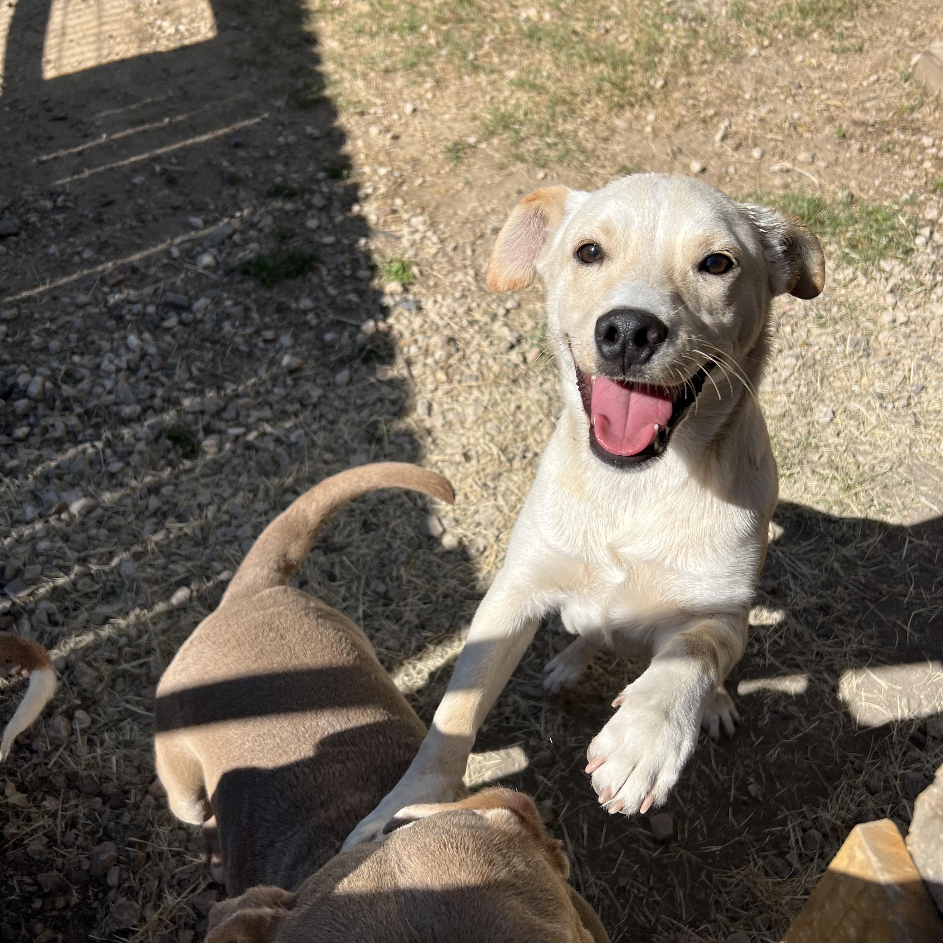Enlarge Drover, a ADOPTABLE mixed breed in San Antonio, TX image 1/4