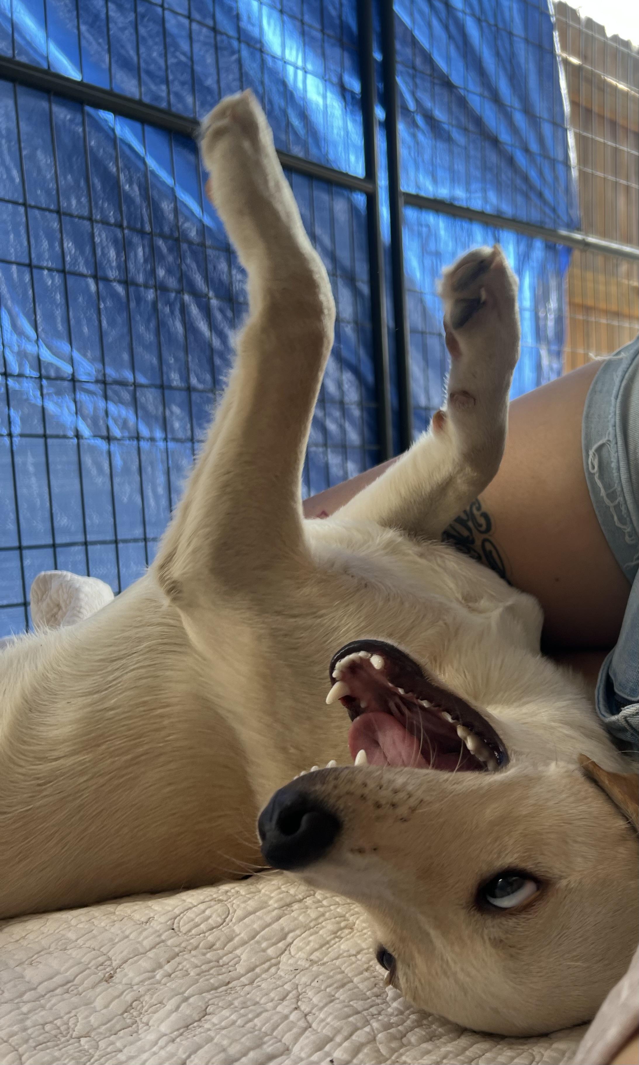 Enlarge Drover, a ADOPTABLE mixed breed in San Antonio, TX image 2/3