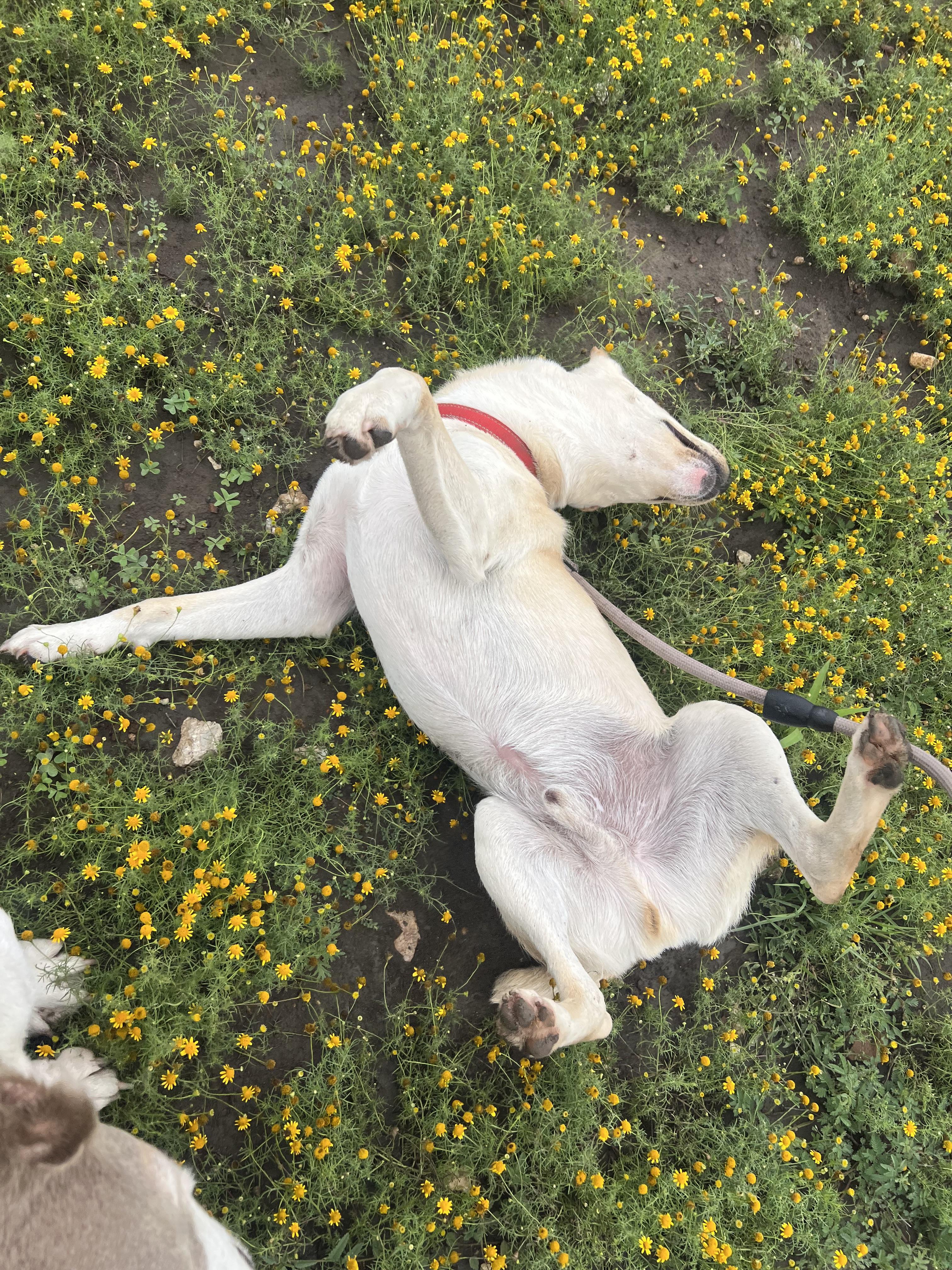 Drover, a ADOPTABLE mixed breed in San Antonio, TX image 5/6