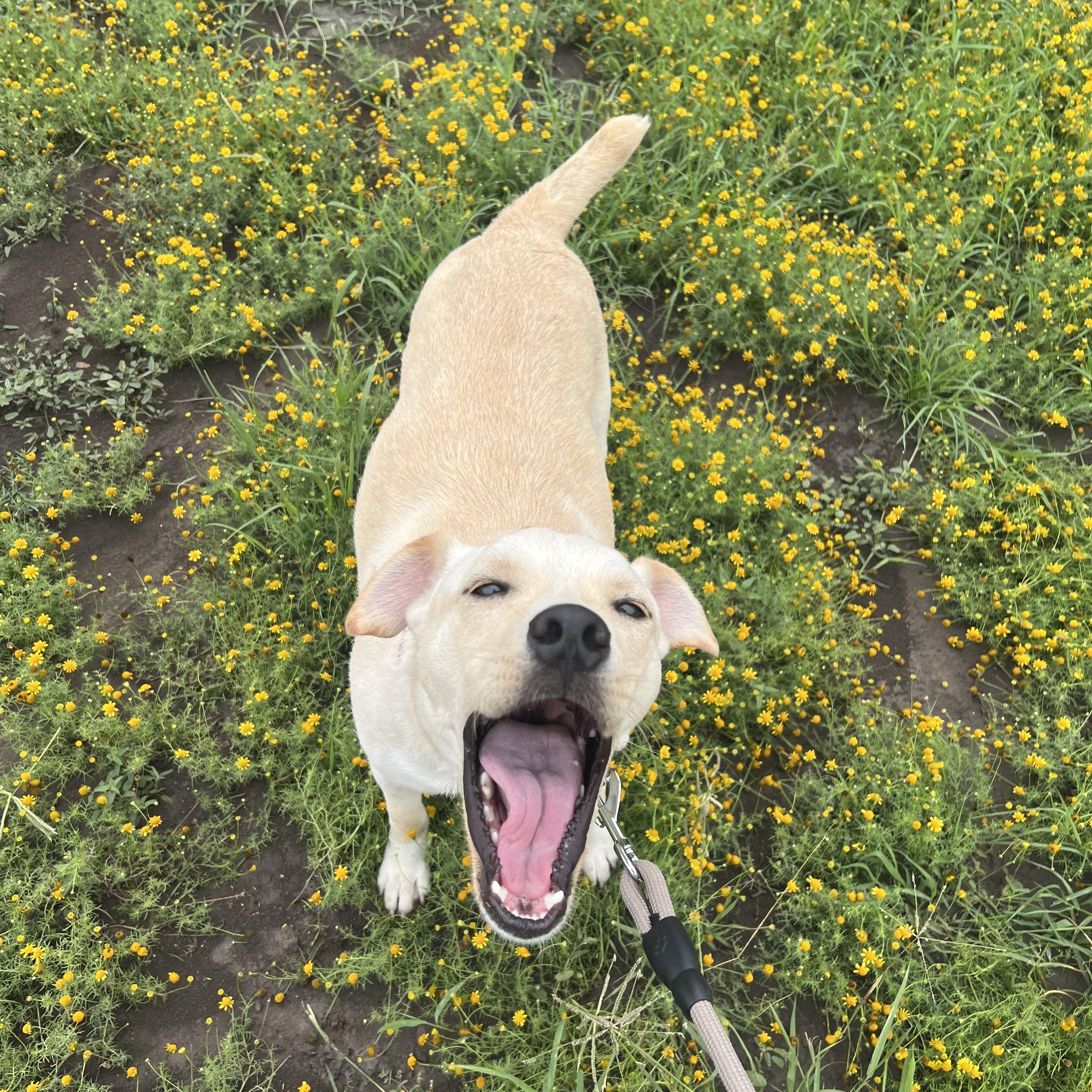 Drover, a ADOPTABLE mixed breed in San Antonio, TX image 3/6