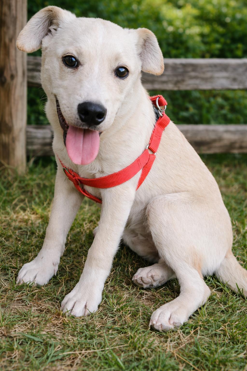 Drover, ADOPTABLE, Young Male Labrador Retriever & Terrier.