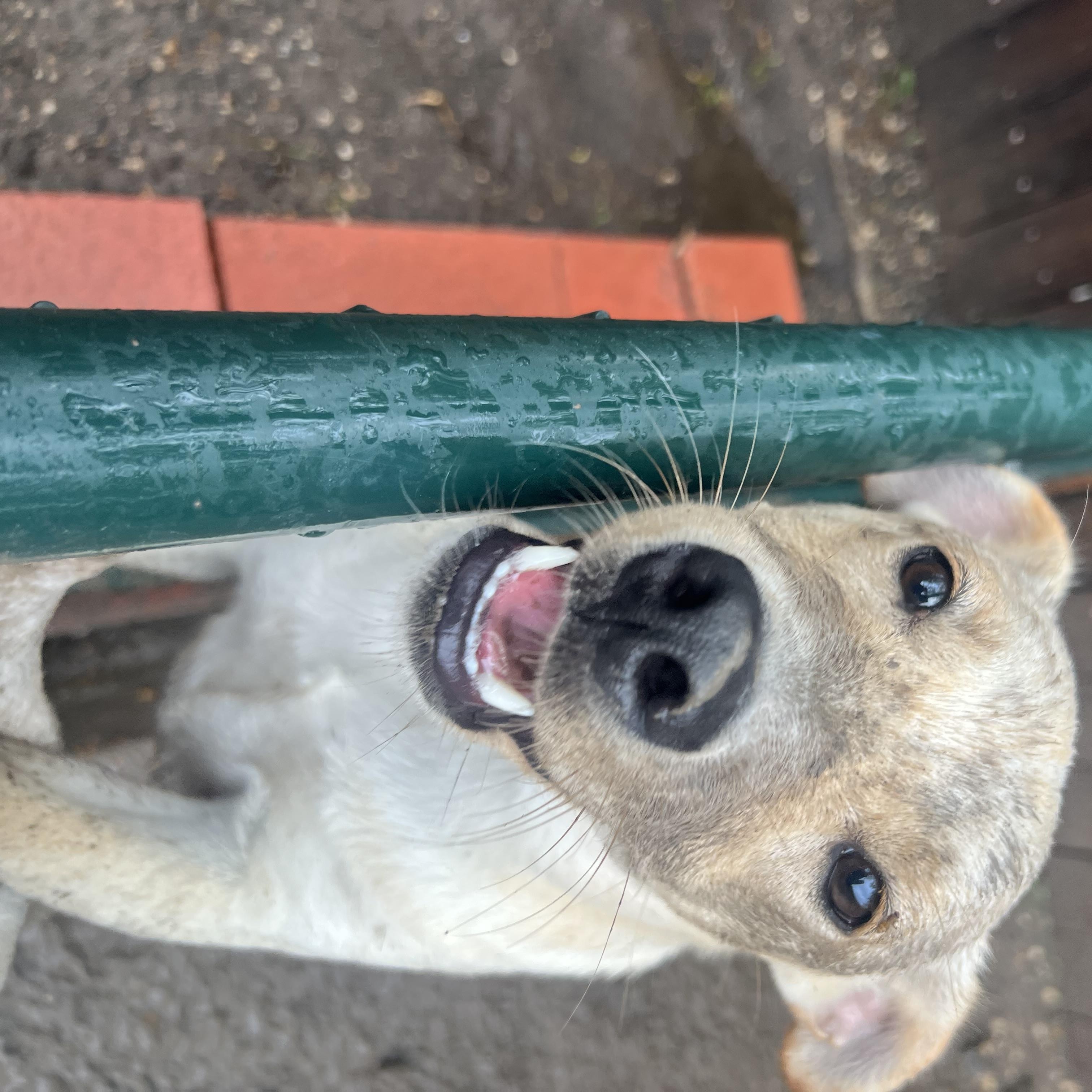 Drover, a ADOPTABLE mixed breed in San Antonio, TX image 6/6