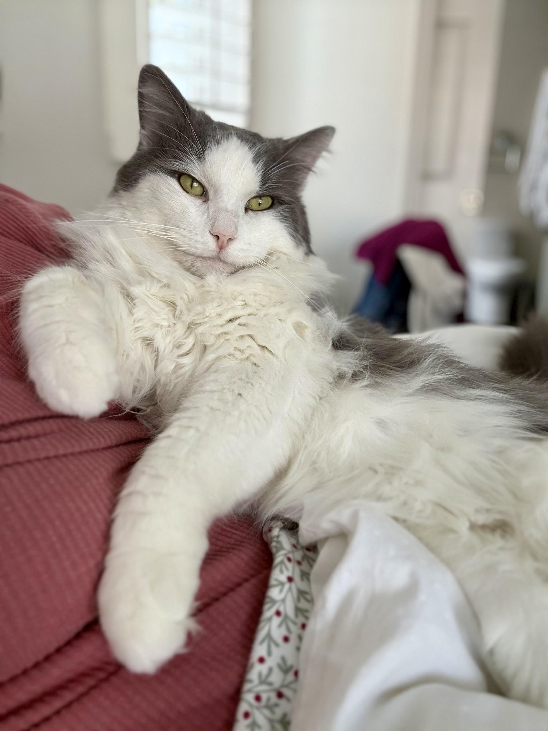 Enlarge Titan, a ADOPTABLE Domestic Long Hair in Verdun, QC image 1/1