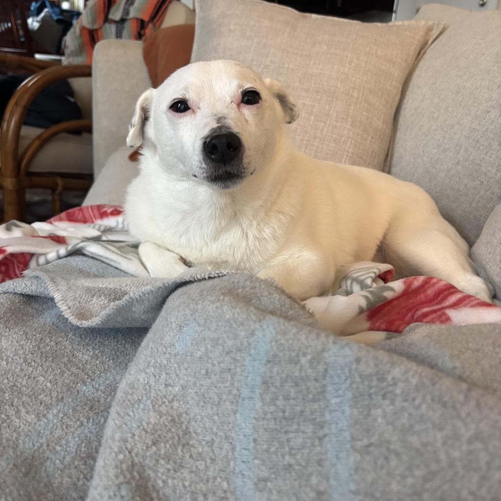 Fuzzball, Adoptable, Adult Male Terrier.