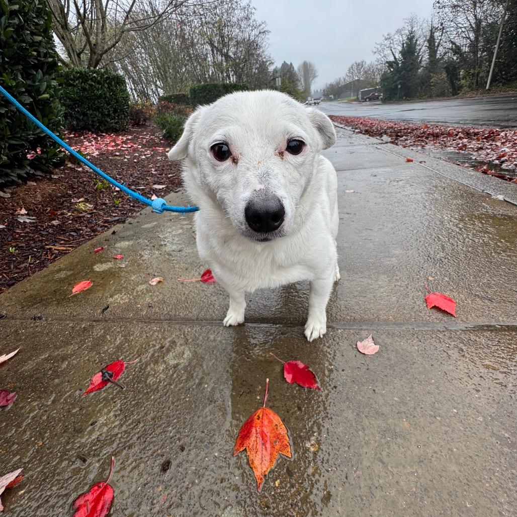 Fuzzball, a Adoptable mixed breed in Newberg, OR image 2/6