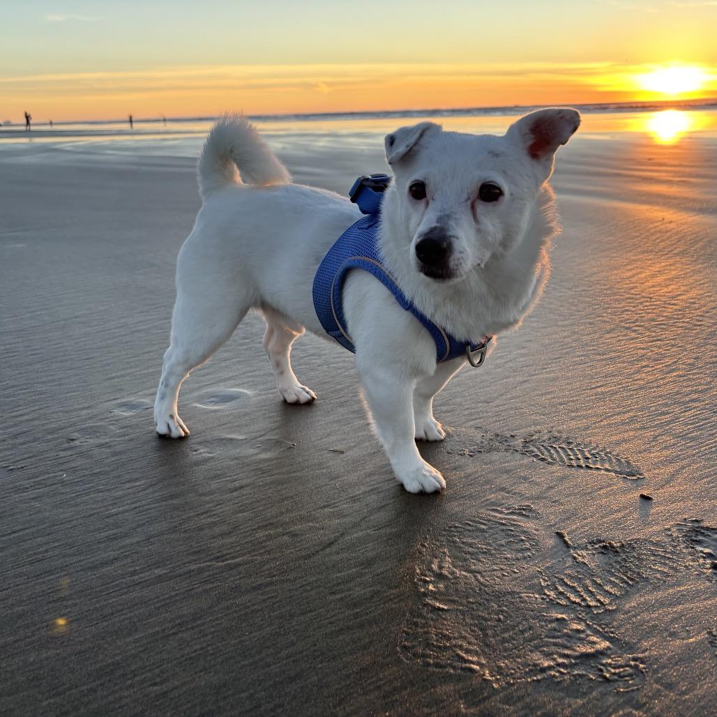 Fuzzball, a Adoptable mixed breed in Newberg, OR image 3/6