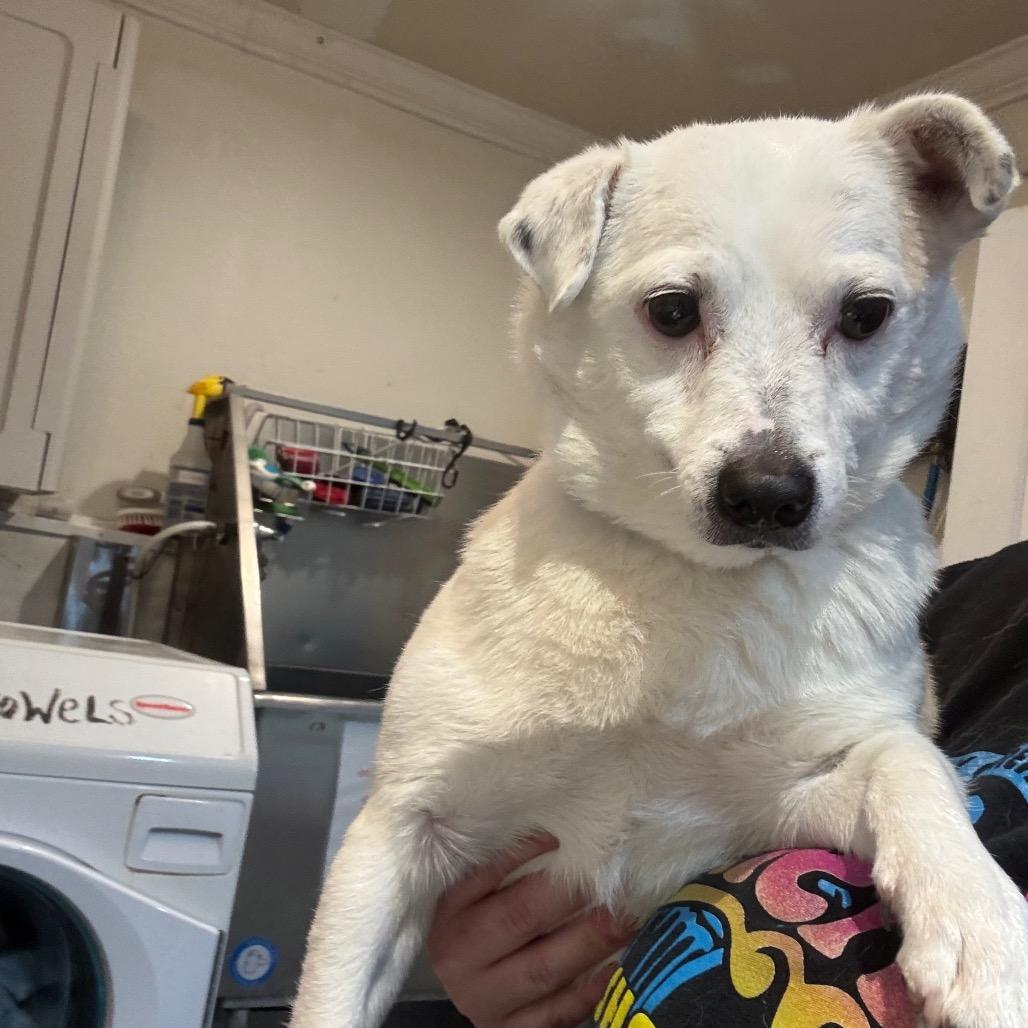 Fuzzball, a Adoptable mixed breed in Newberg, OR image 6/6