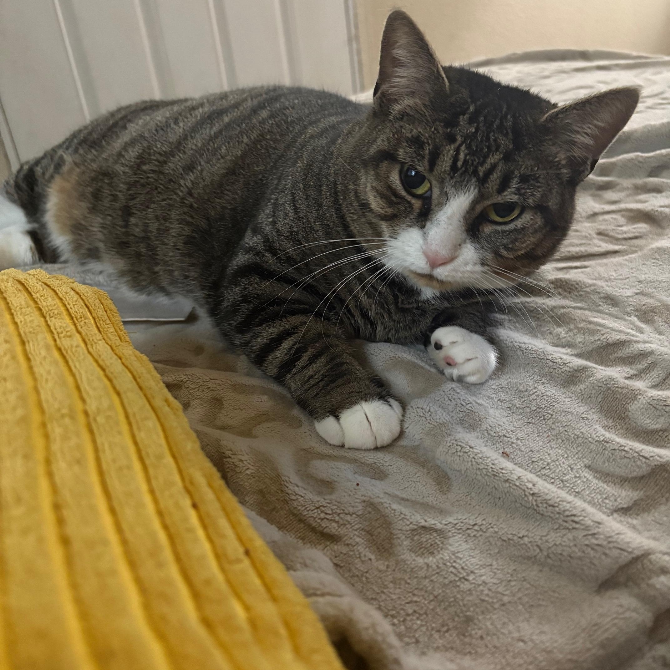 Tiger Lilly, a Adoptable Domestic Short Hair in Springfield, OR image 1/4