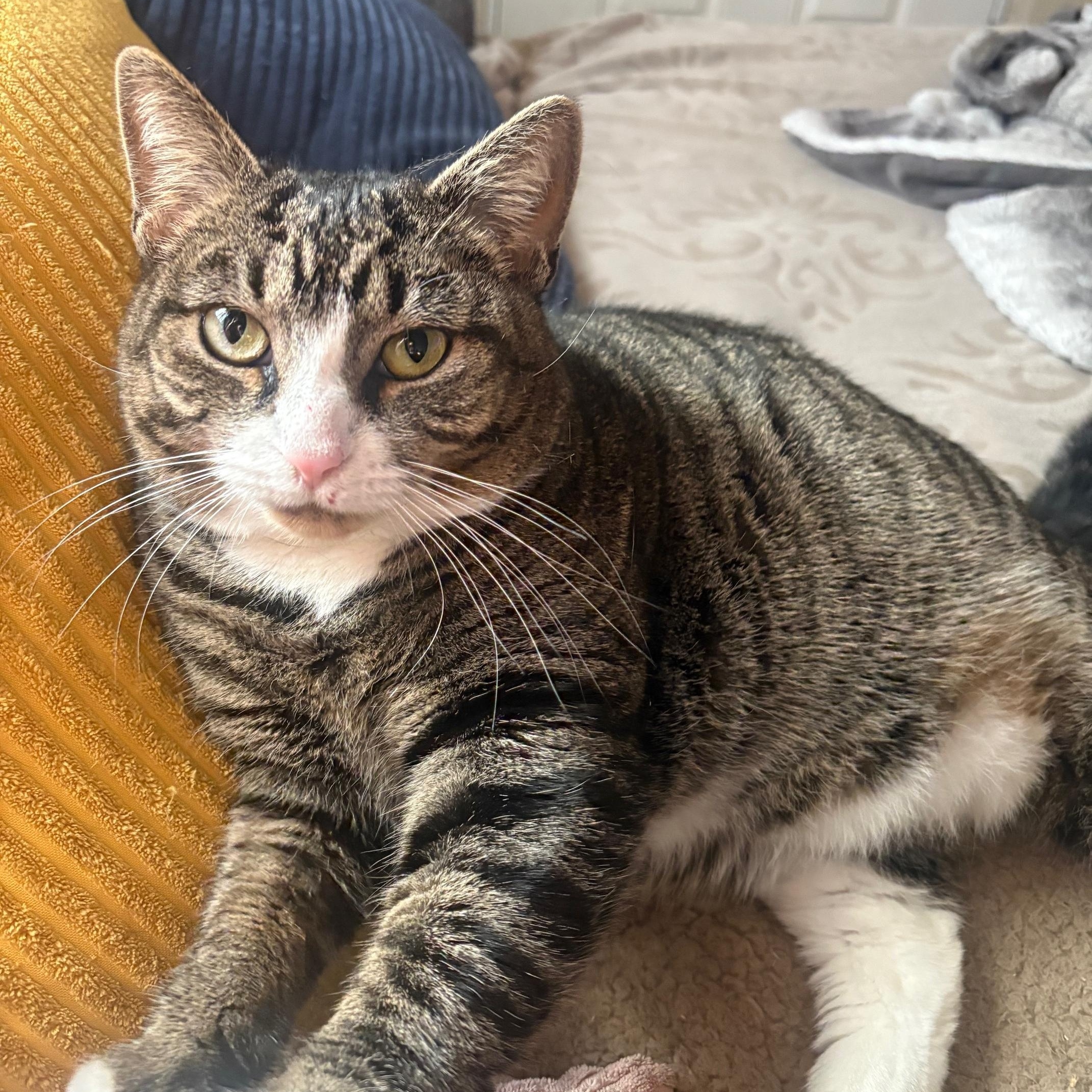 Tiger Lilly, a Adoptable Domestic Short Hair in Springfield, OR image 2/4