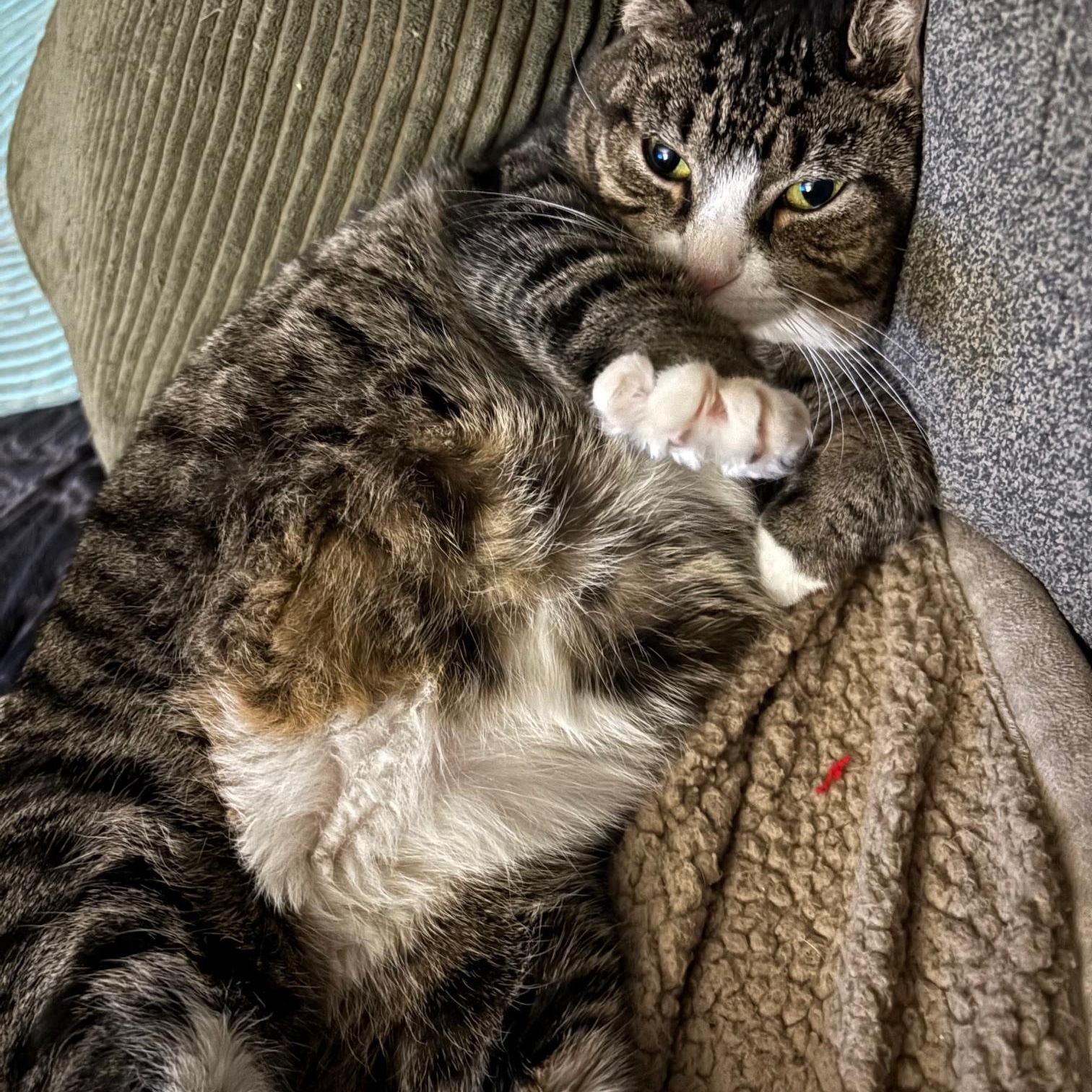 Tiger Lilly, a Adoptable Domestic Short Hair in Springfield, OR image 3/4