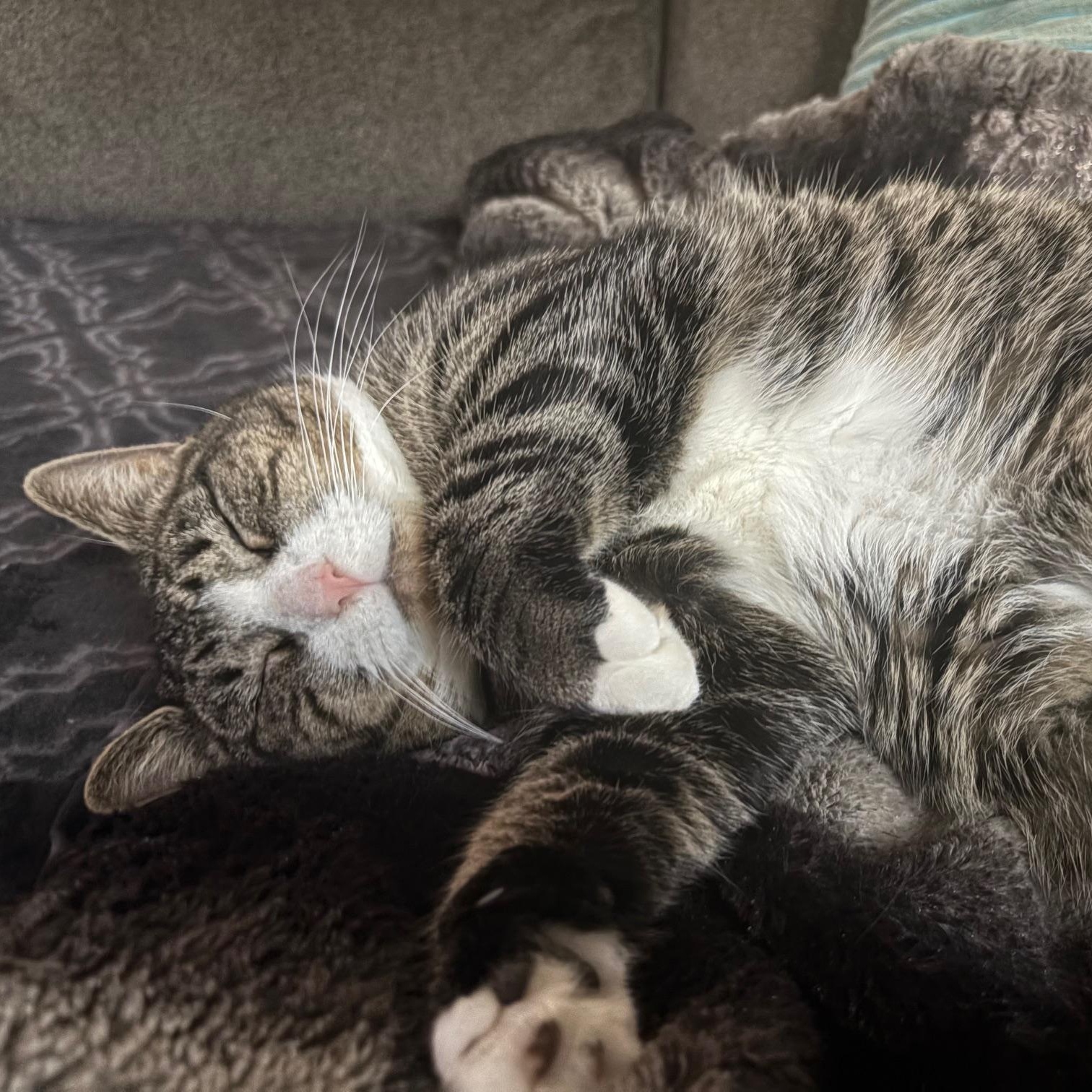 Tiger Lilly, a Adoptable Domestic Short Hair in Springfield, OR image 4/4