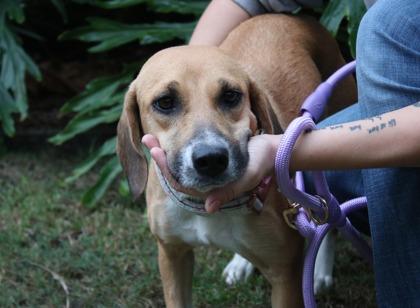 Enlarge Minerva, a Adoptable mixed breed in Brunswick, GA image 1/1