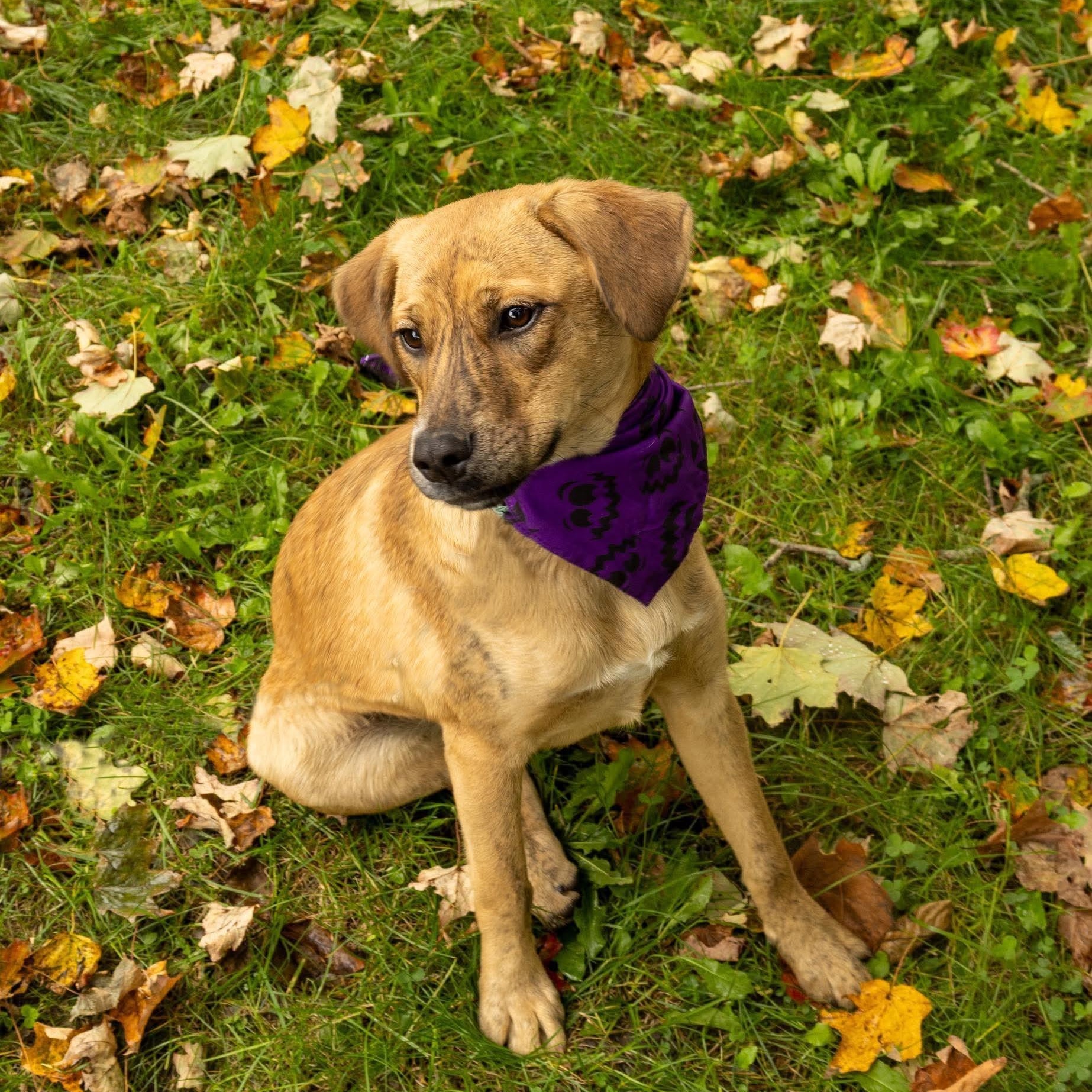 Hera, Adoptable, Puppy Female Hound.