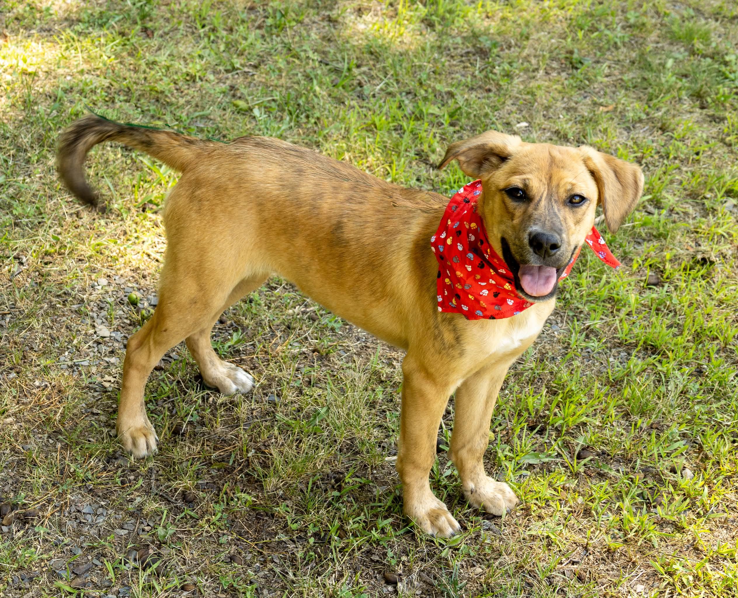 Enlarge Hera, a Adoptable Mixed Breed in Argyle, NY image 6/6