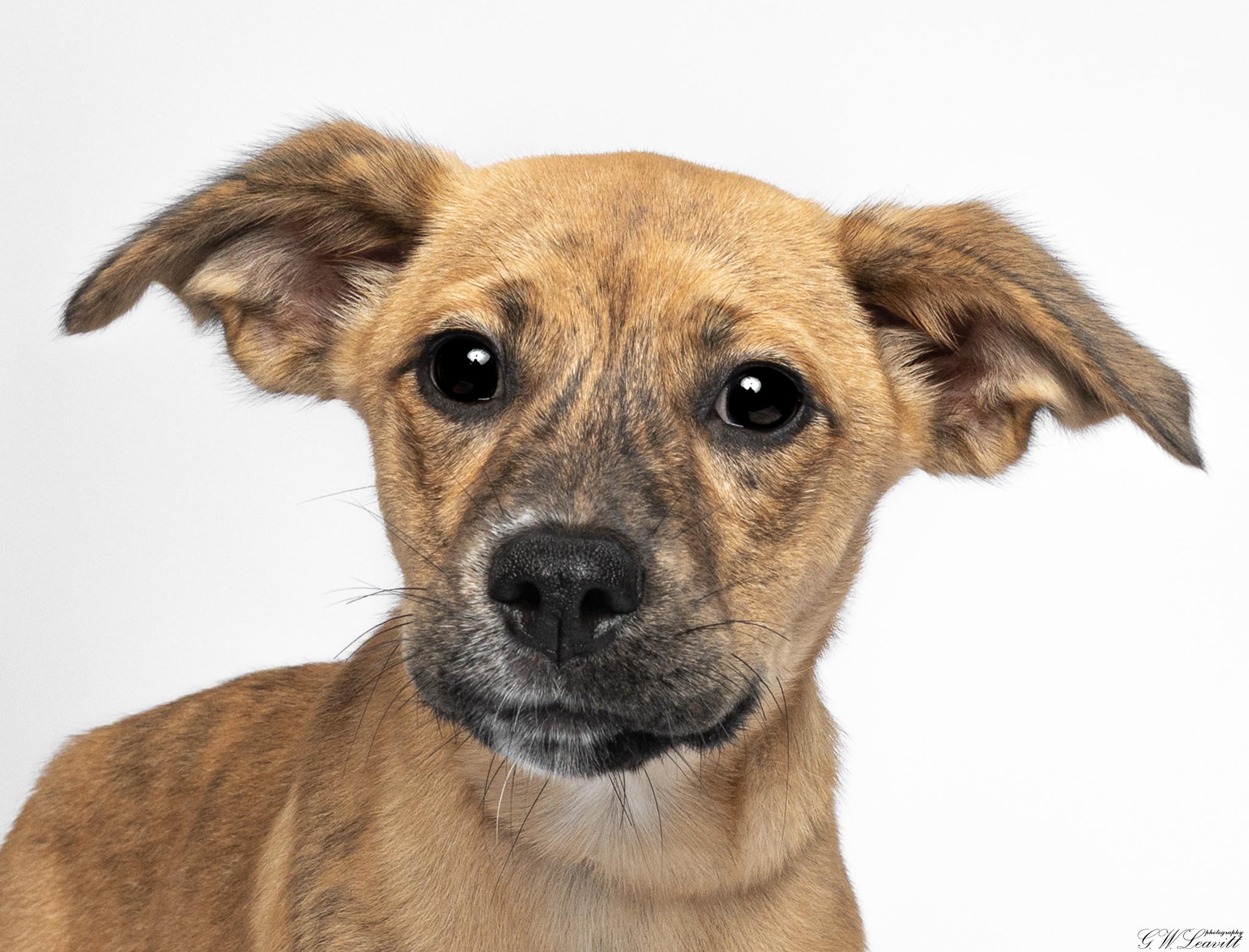 Enlarge Hera, a Adoptable Mixed Breed in Argyle, NY image 4/6