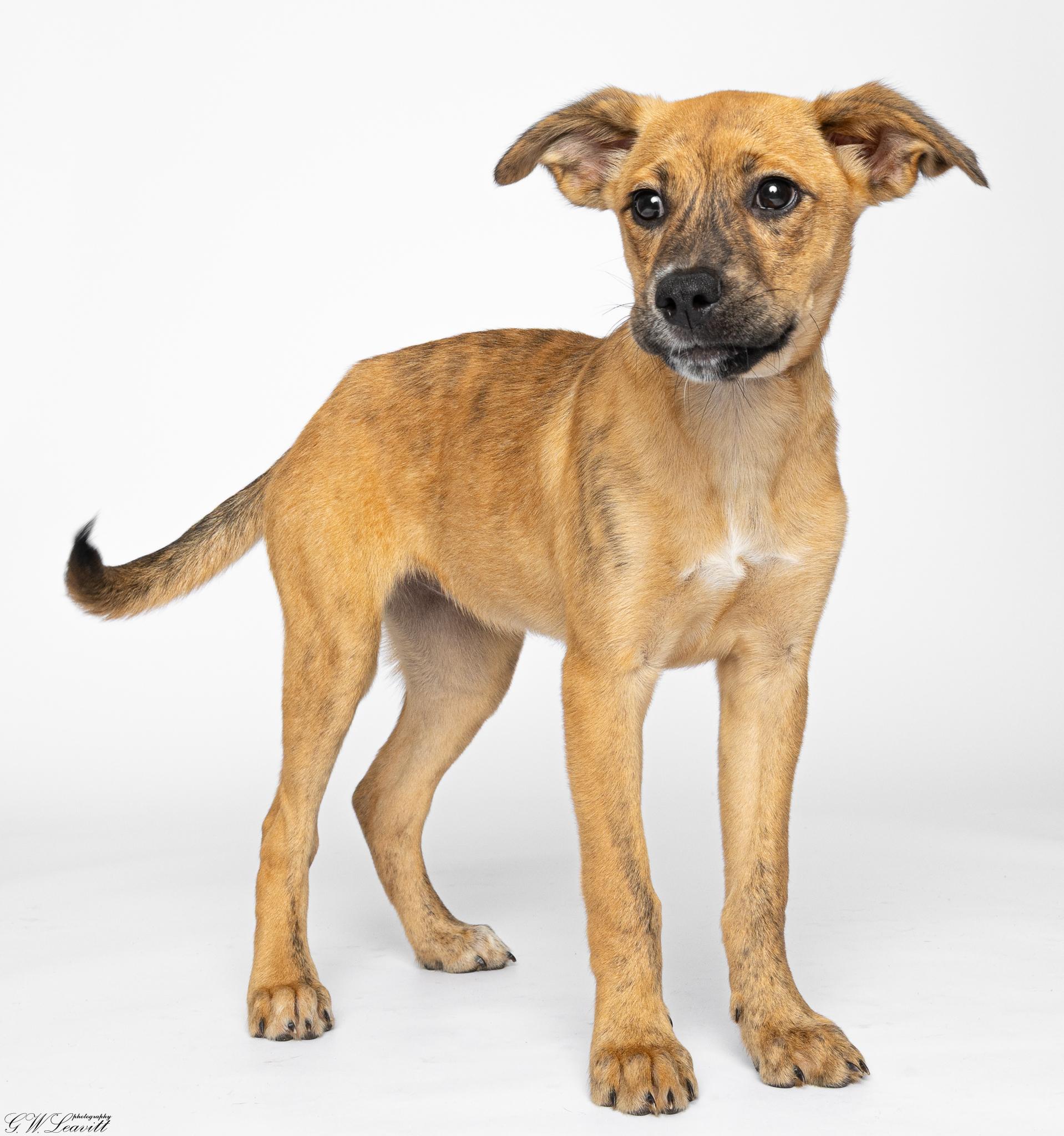 Enlarge Hera, a Adoptable Mixed Breed in Argyle, NY image 3/6