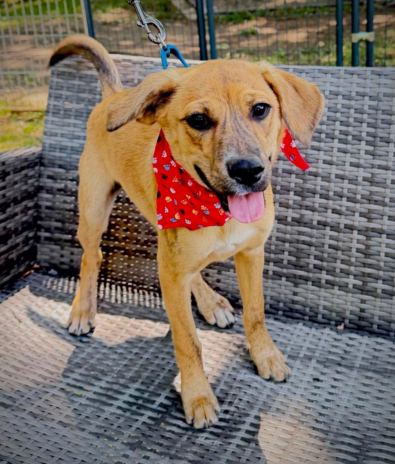 Hera, Adoptable, Puppy Female Mixed Breed.
