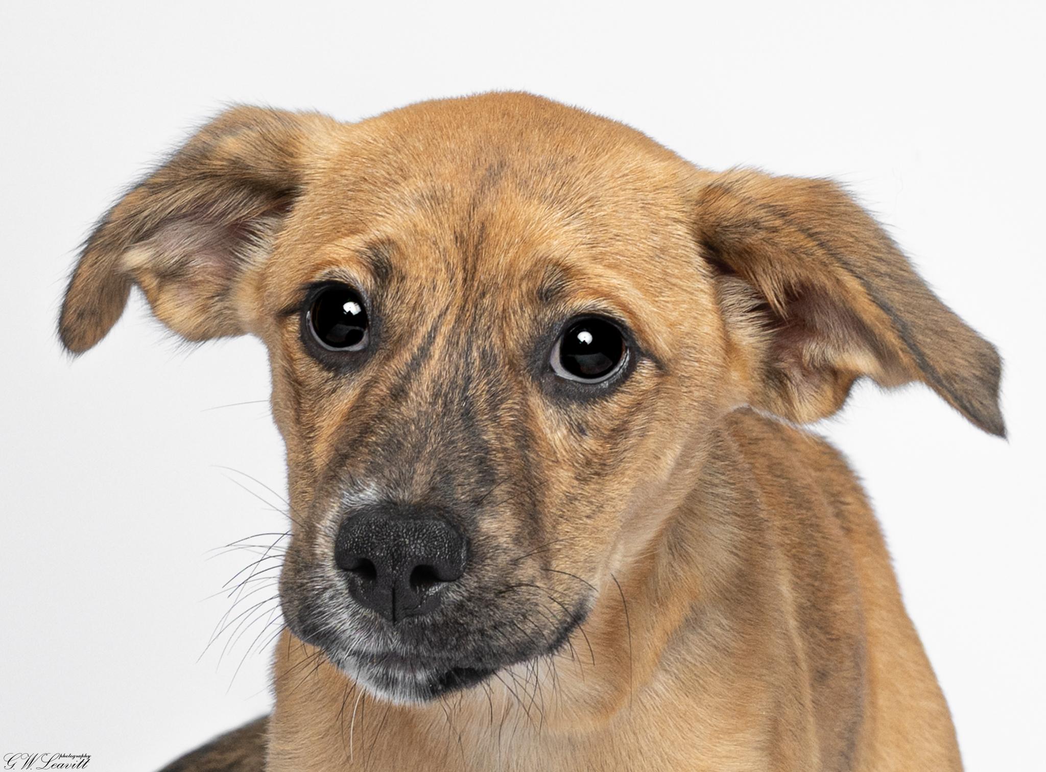 Enlarge Hera, a Adoptable Mixed Breed in Argyle, NY image 5/6