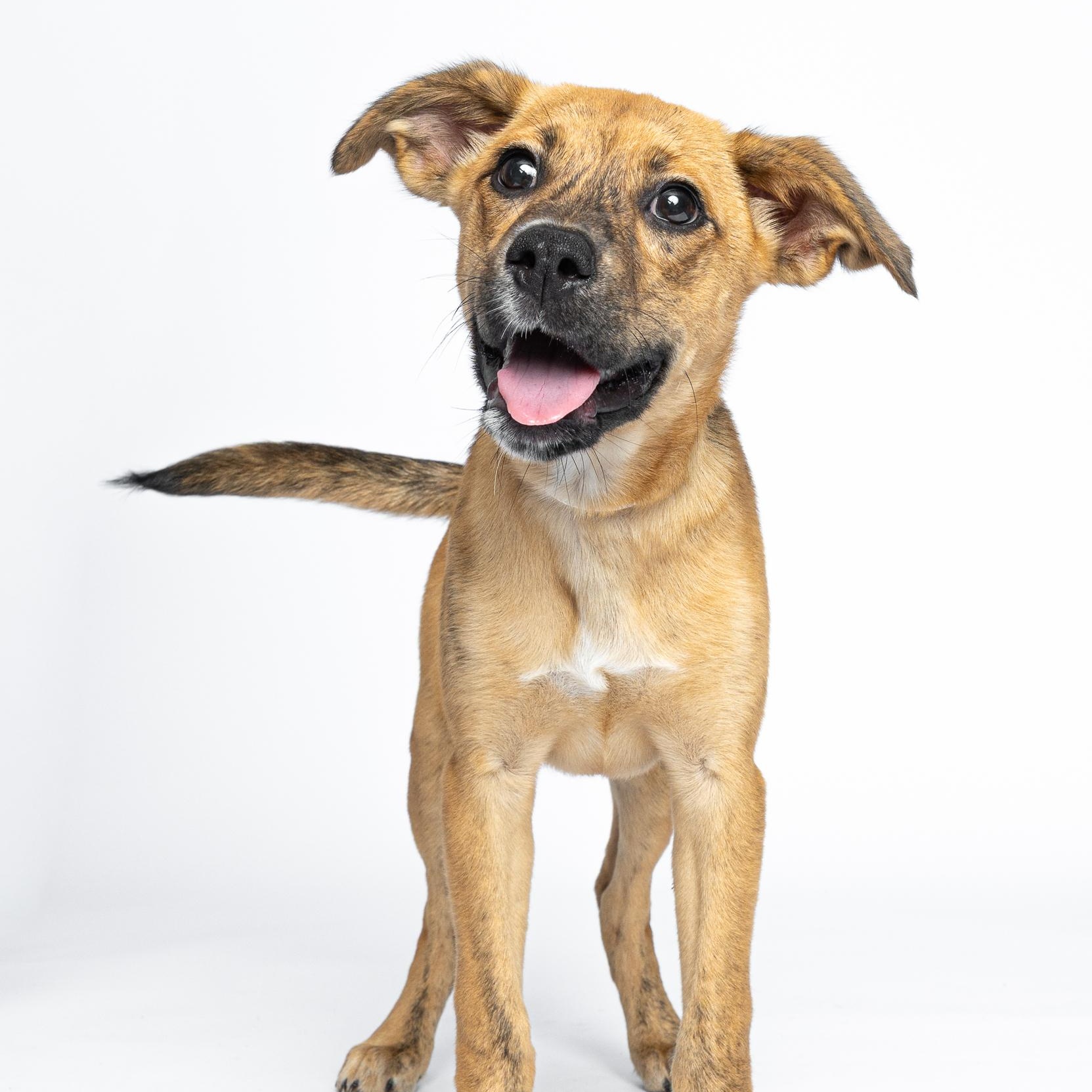 Enlarge Hera, a Adoptable Mixed Breed in Argyle, NY image 2/6