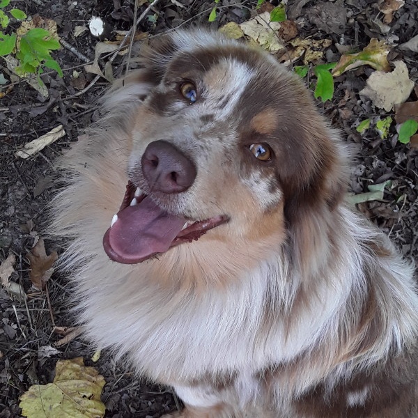 Dog for adoption Falcon, an Australian Shepherd in Aurora, CO Petfinder