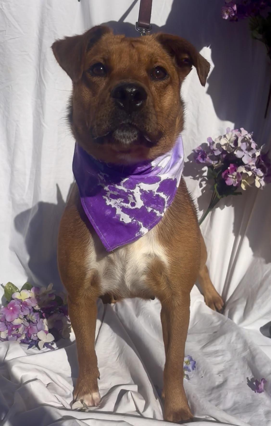Enlarge Cleo, a ADOPTABLE mixed breed in Payson, AZ image 2/3