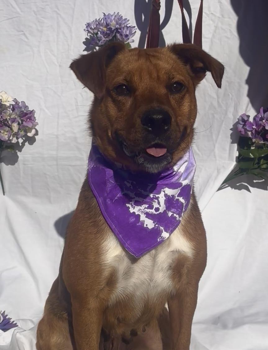 Cleo, ADOPTABLE, Adult Female Rhodesian Ridgeback & Australian Cattle Dog / Blue Heeler.