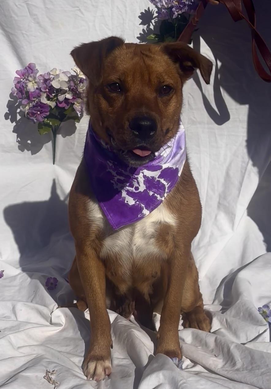 Enlarge Cleo, a ADOPTABLE mixed breed in Payson, AZ image 3/3