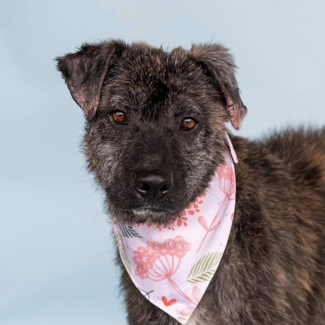 Taffy - Snuggly, Loving, Good with Dogs and Children, Adoptable, Young Female Dutch Shepherd & Plott Hound.