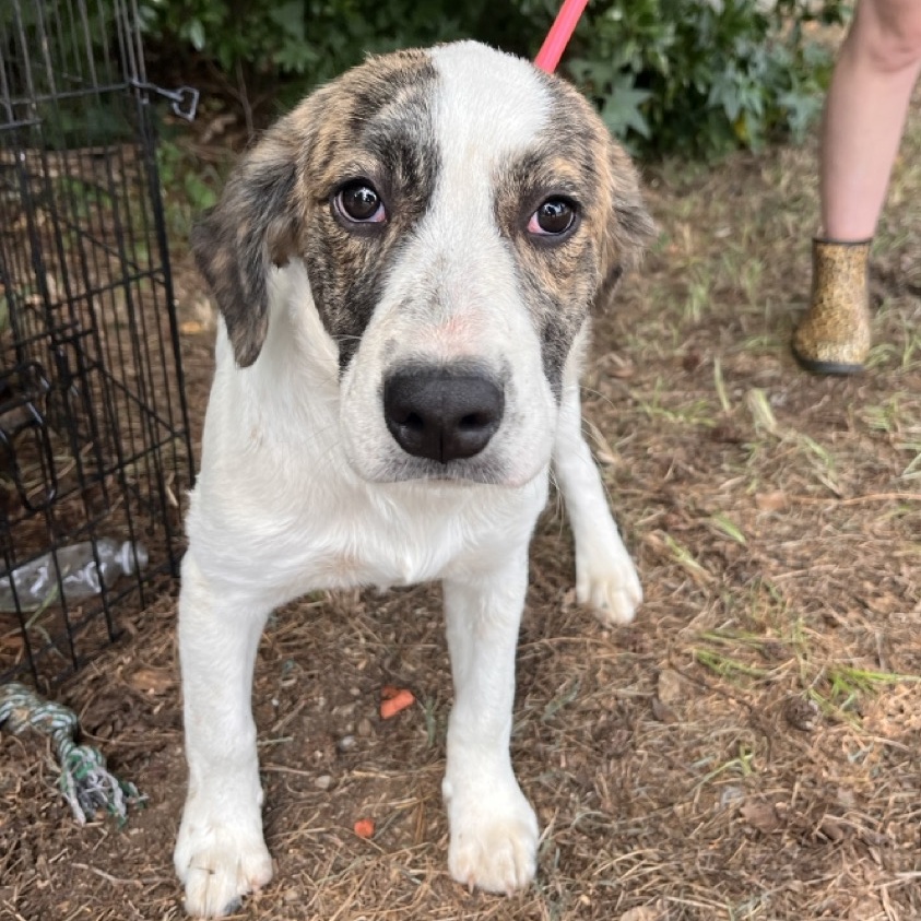 Dog for adoption Minnie Mouse, a Hound Mix in West Chester, PA