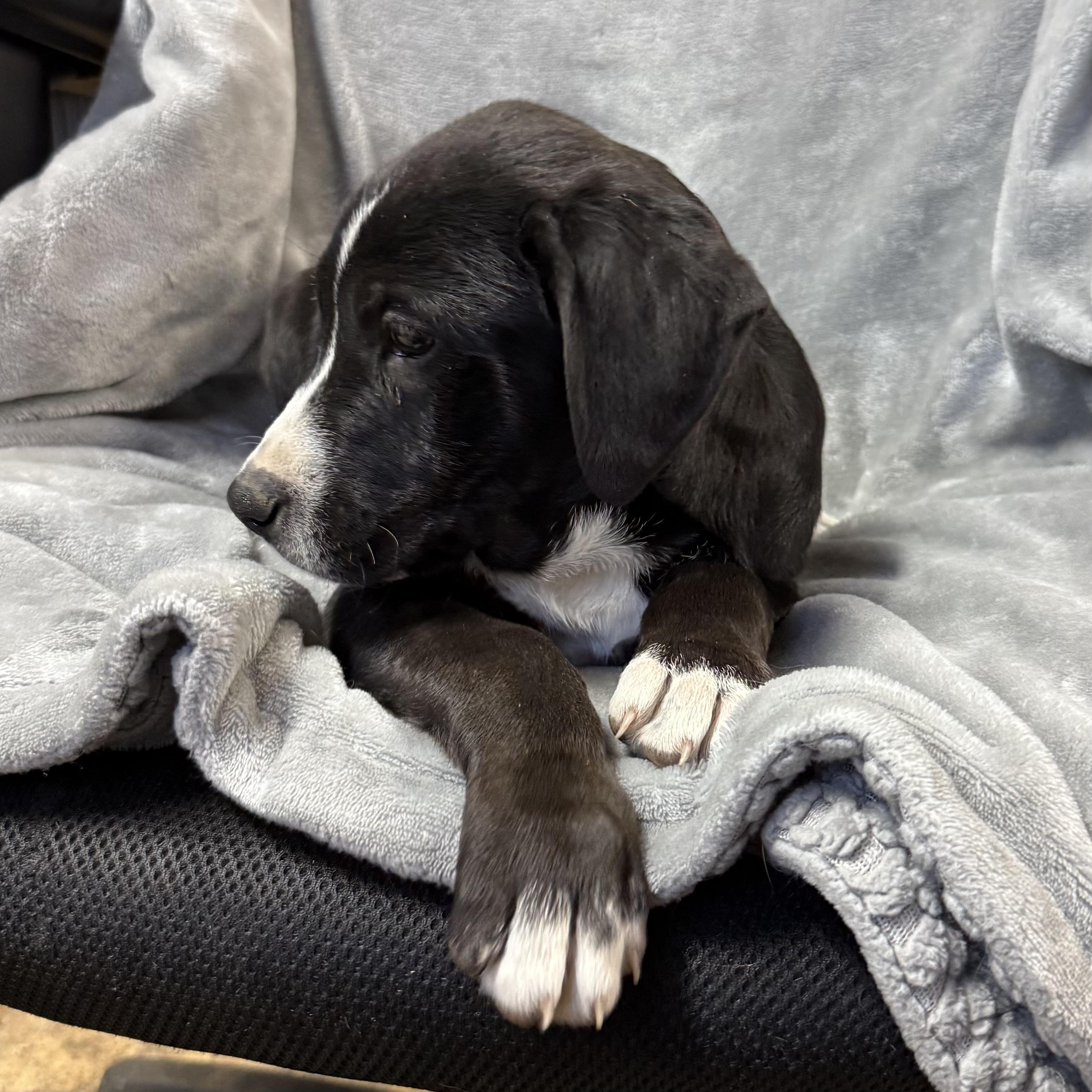 Enlarge Country Crock, an adopted mixed breed in Columbia, SC image 4/5