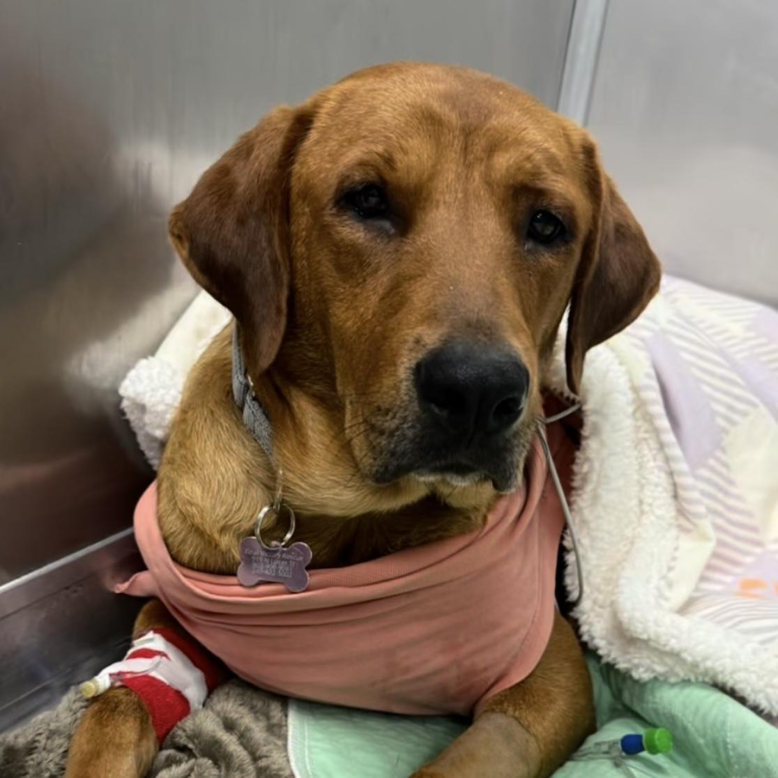 Enlarge Country Crock, an adopted mixed breed in Columbia, SC image 5/5