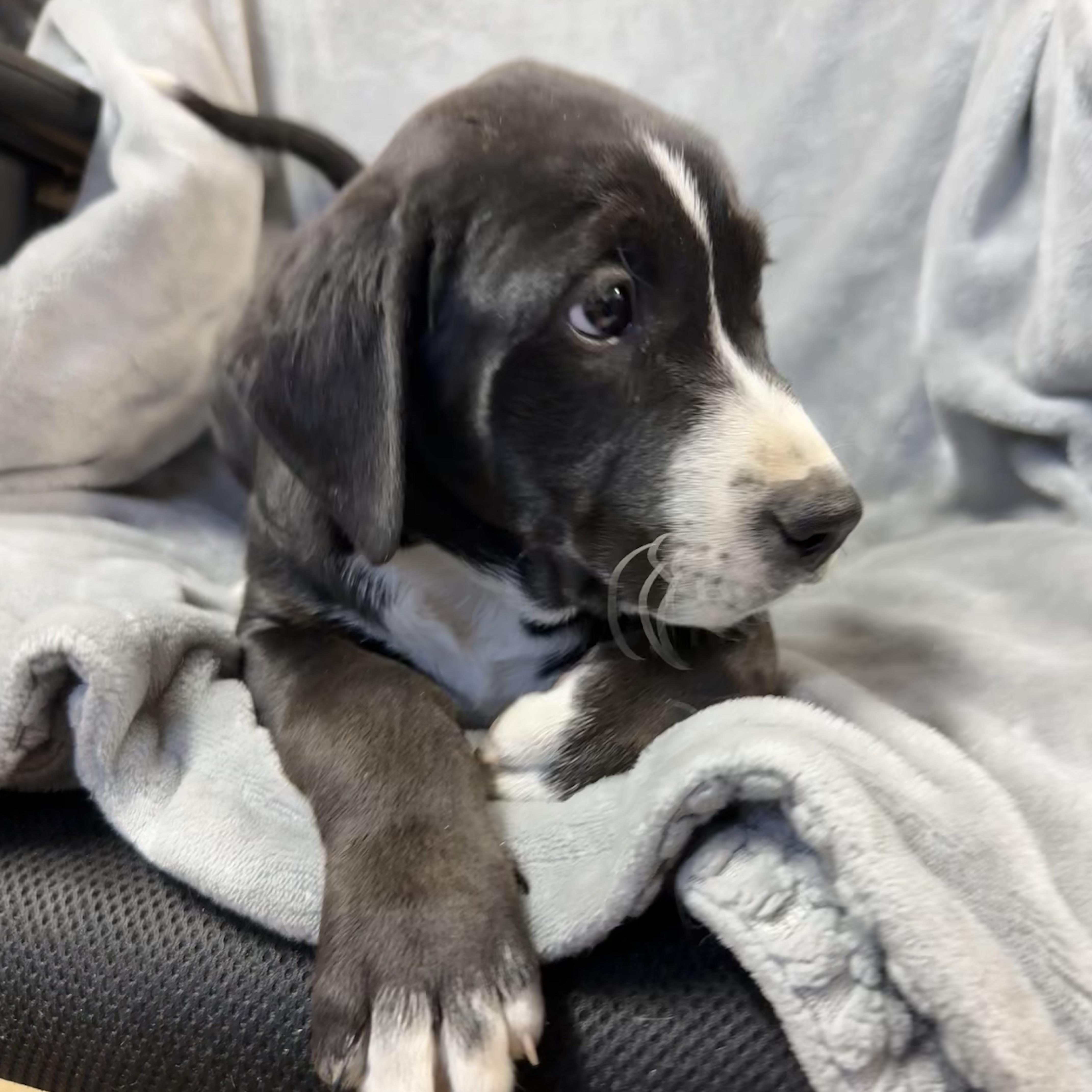 Enlarge Country Crock, an adopted mixed breed in Columbia, SC image 3/5